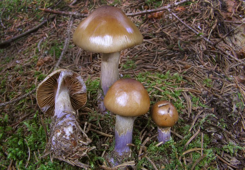 Cortinarius collinitus